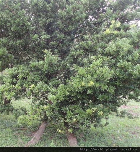 羅漢松 花|羅漢松｜亞泥生態園區官方網站植物生態－花蓮生態復